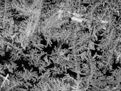 一张捕捉冬季精髓的玻璃表面霜冻图案黑白照片