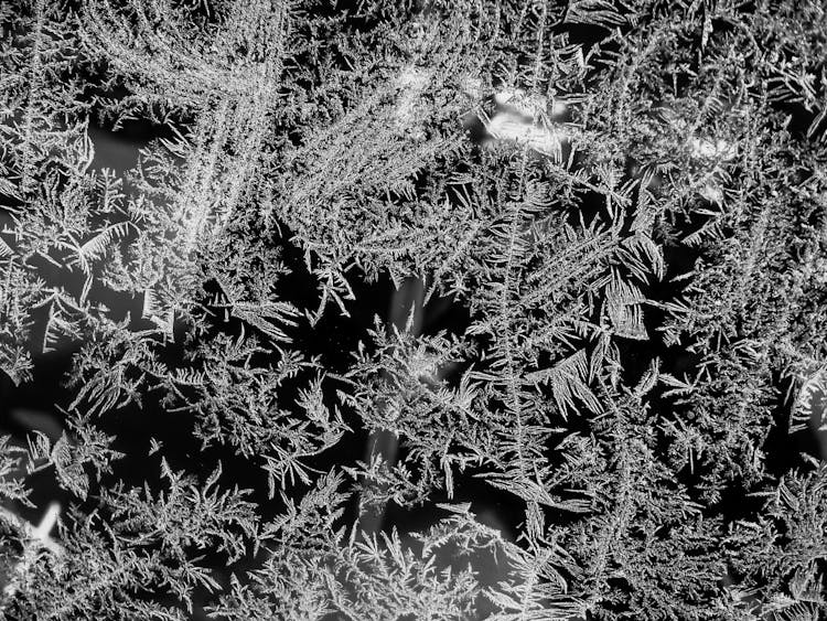 Photo Of A Black And White Trees