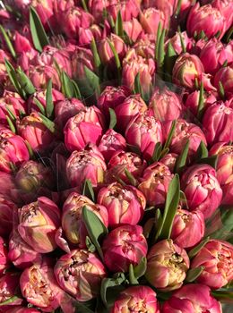 Beautiful pink tulips blooming, capturing the essence of spring outdoors.