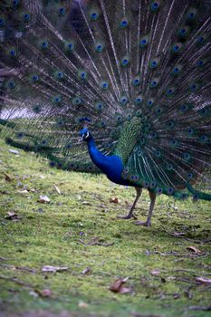 peacock photo