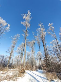 A scenic view of tall, snow-covered trees under a bright blue sky in a winter forest.