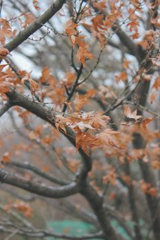 Close-up of a tree branch with orange maple leaves in fall, creating a tranquil scene.