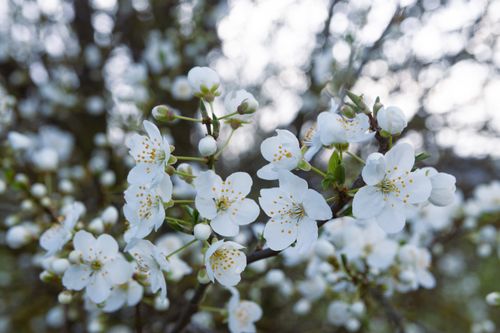Free Close-up of white cherry blossoms in full bloom, symbolizing spring renewal. Stock Photo