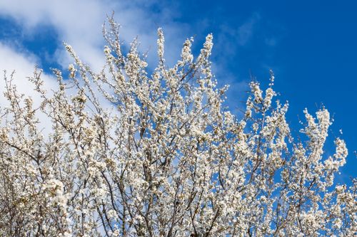 Free Beautiful cherry blossoms in full bloom under a bright blue sky, capturing the essence of spring. Stock Photo