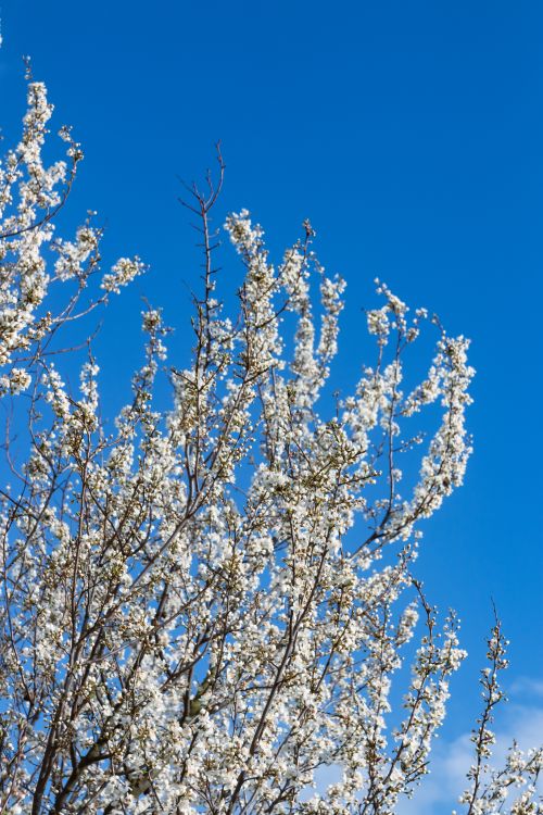 Free Beautiful cherry blossom branches filled with white flowers against a vibrant blue sky, symbolizing spring's arrival. Stock Photo