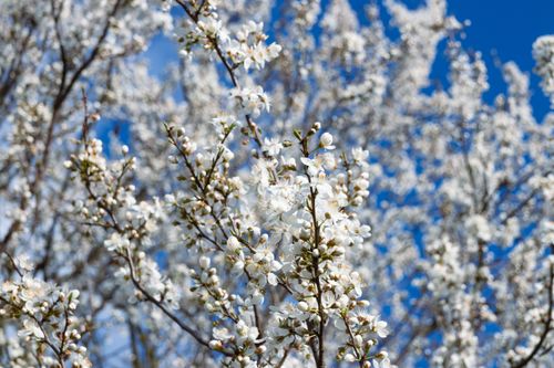 Free Beautiful white cherry blossoms in full bloom against a vibrant blue sky, capturing the essence of spring. Stock Photo