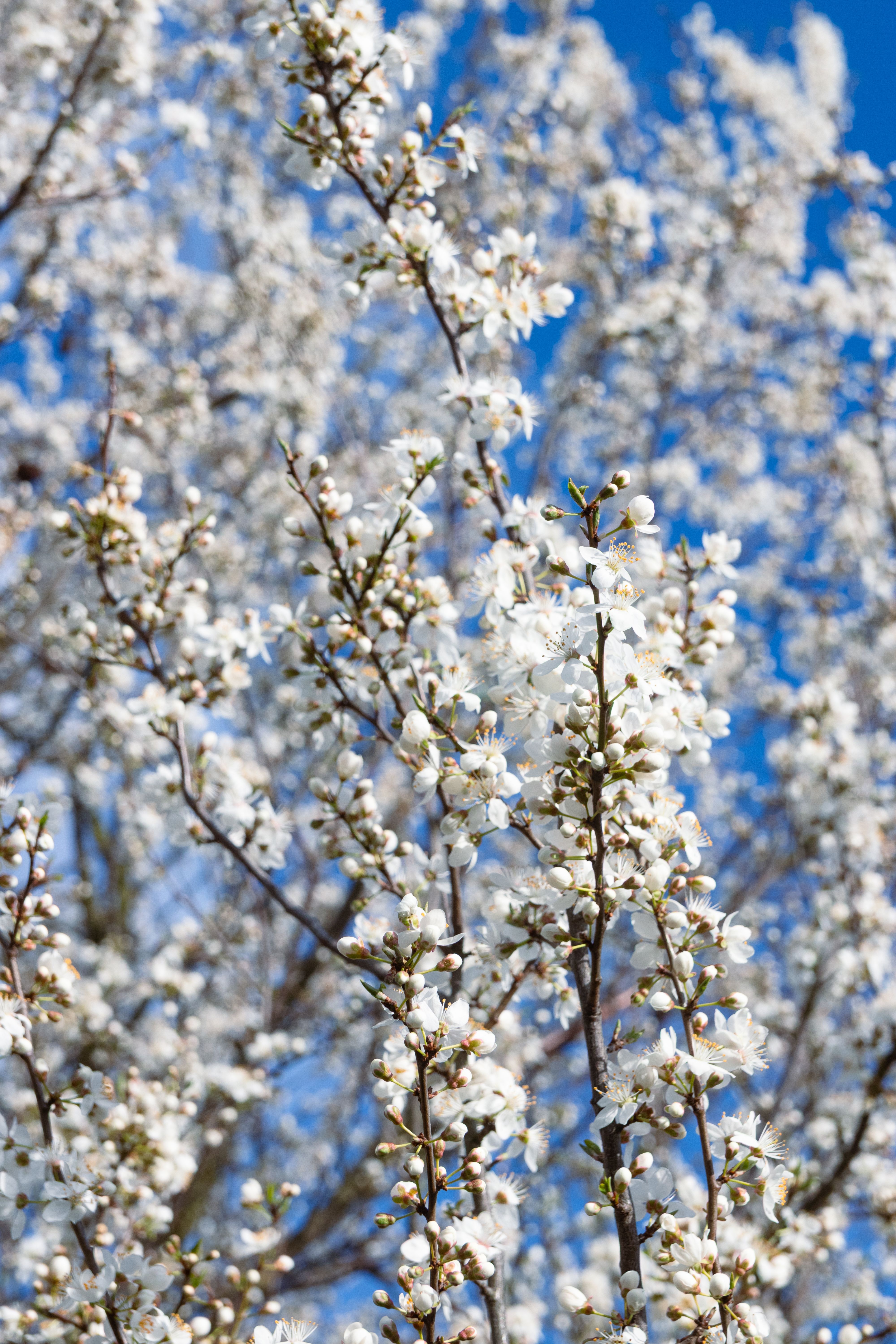 [ColoSach]-close-up-of-white-flowers-blossoming-on-branches-against-a-clear-blue-sky,-capturing-spring's-essence.