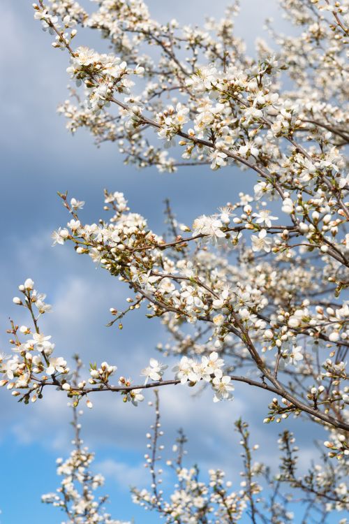 Free Close-up of blooming cherry blossoms with a bright spring sky background. Perfect for seasonal themes. Stock Photo