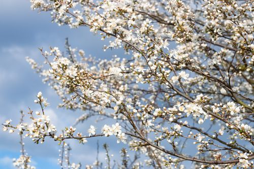 Free Beautiful white cherry blossoms in full bloom against a vibrant blue sky. Stock Photo
