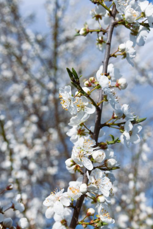 Free Close-up of white plum blossoms on a branch, capturing the essence of spring with a vibrant blue sky backdrop. Stock Photo