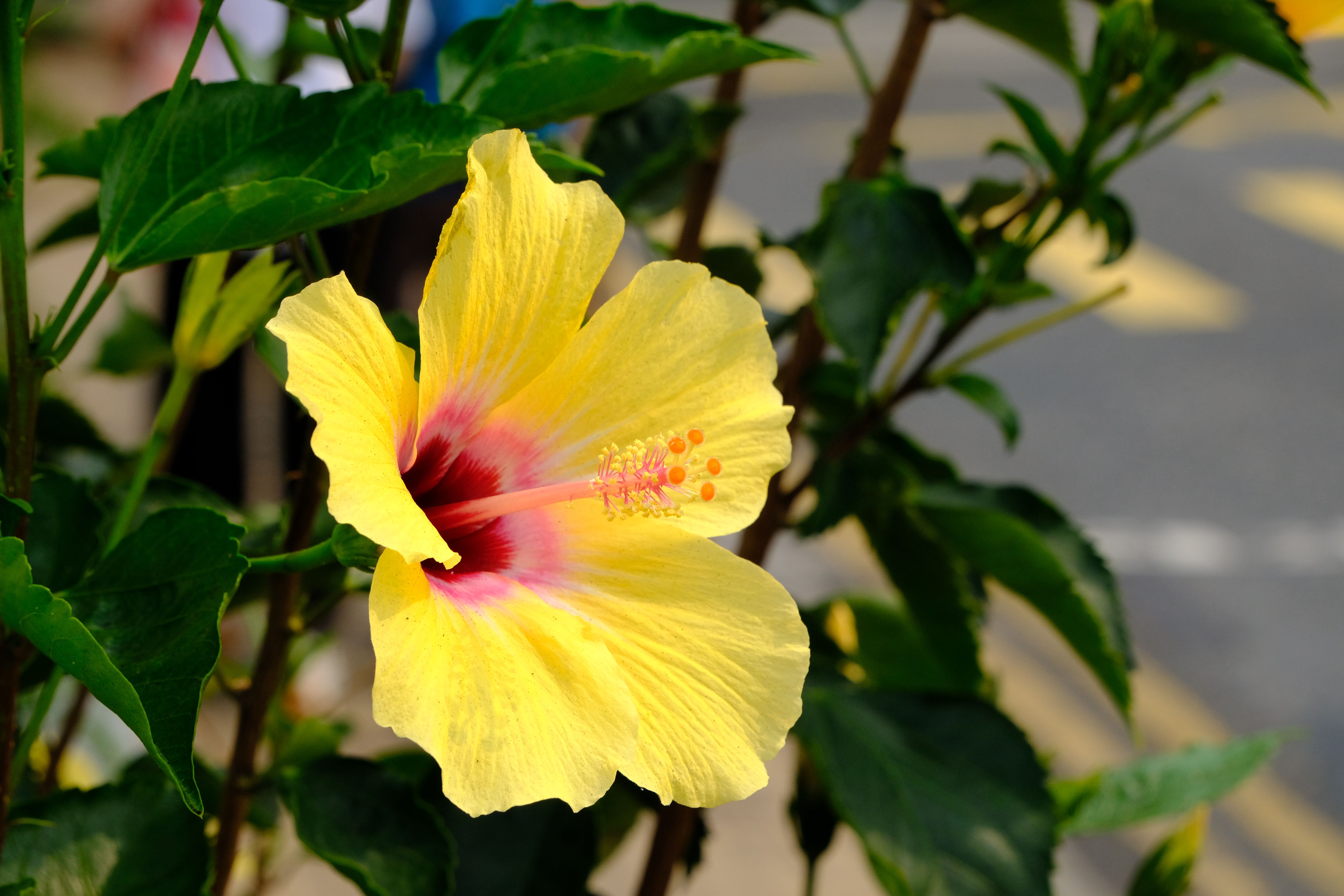 Vibrant Yellow Hibiscus Flower Bloom in Hong Kong · Free Stock Photo
