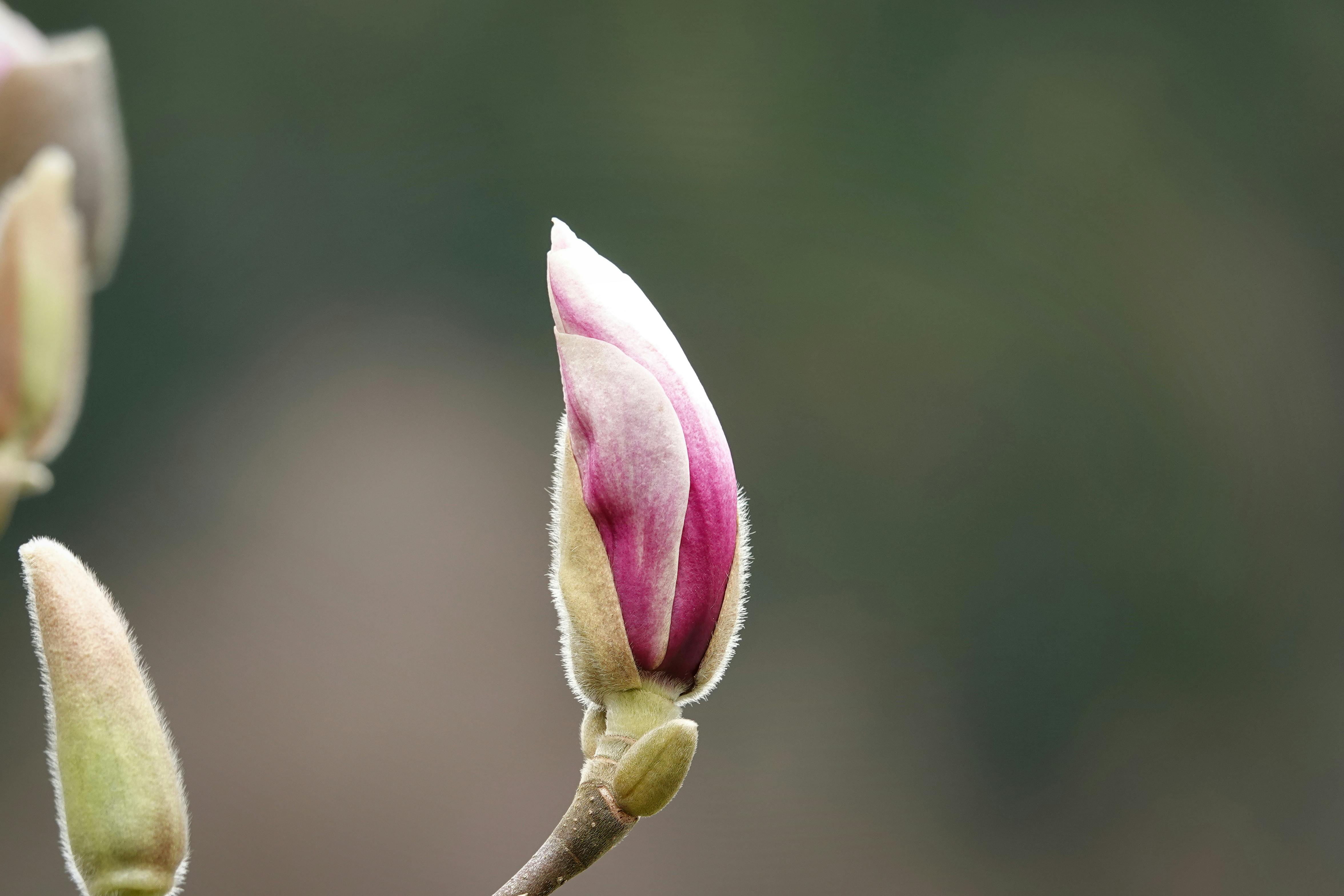 Magnolia’s AAA Hobbies To Close 2026 (Second Half). Iconic Hobby- Craft Emporium — Photo by Joerg Hartmann on Pexels