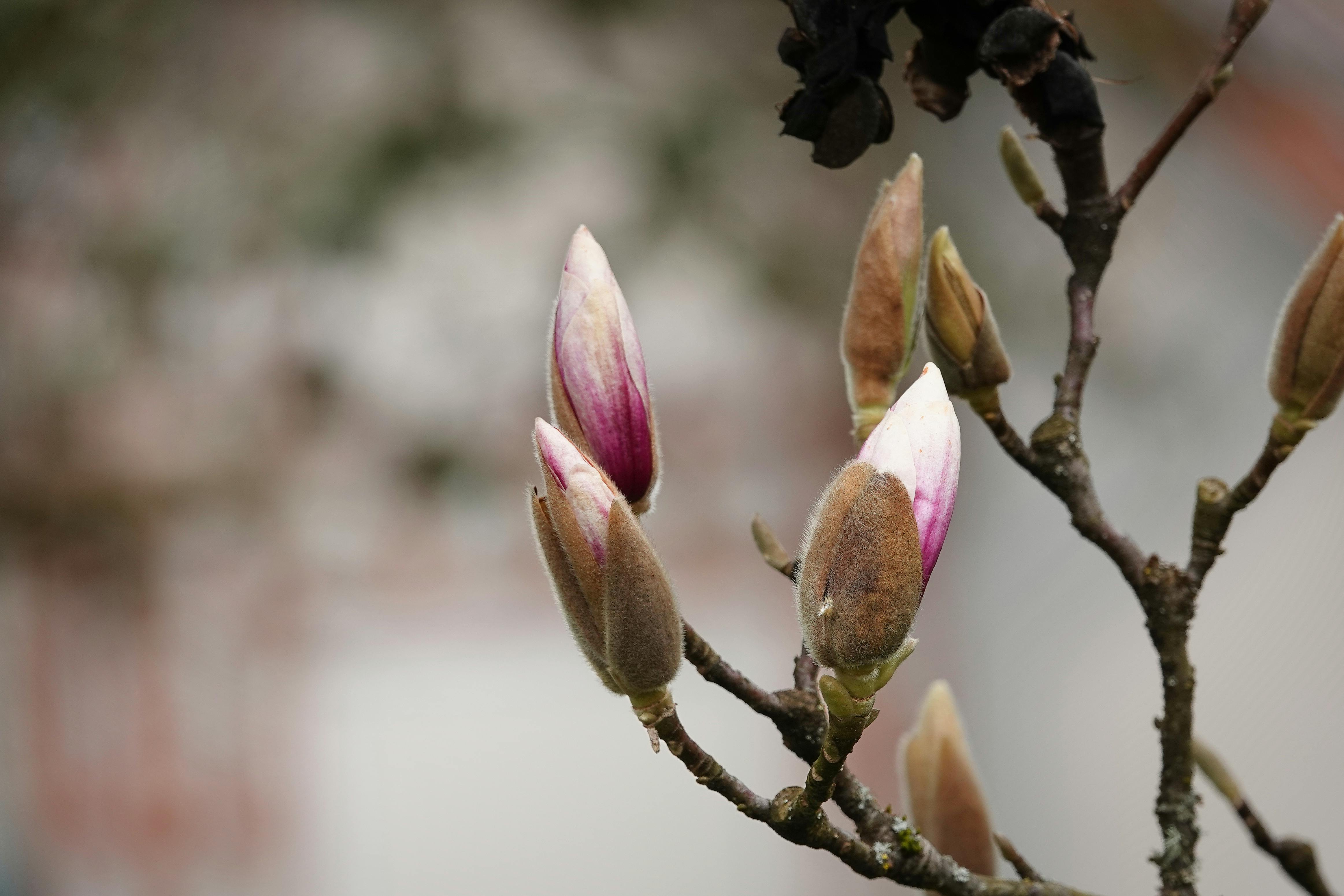 Magnolia’s AAA Hobbies To Close 2026 (Second Half). Iconic Hobby- Craft Emporium — Photo by Joerg Hartmann on Pexels