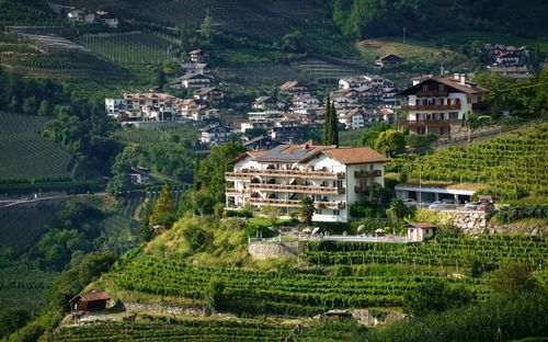 Free Picturesque hillside vineyards with charming houses in Schenna, Trentino-Südtirol, Italy. Stock Photo