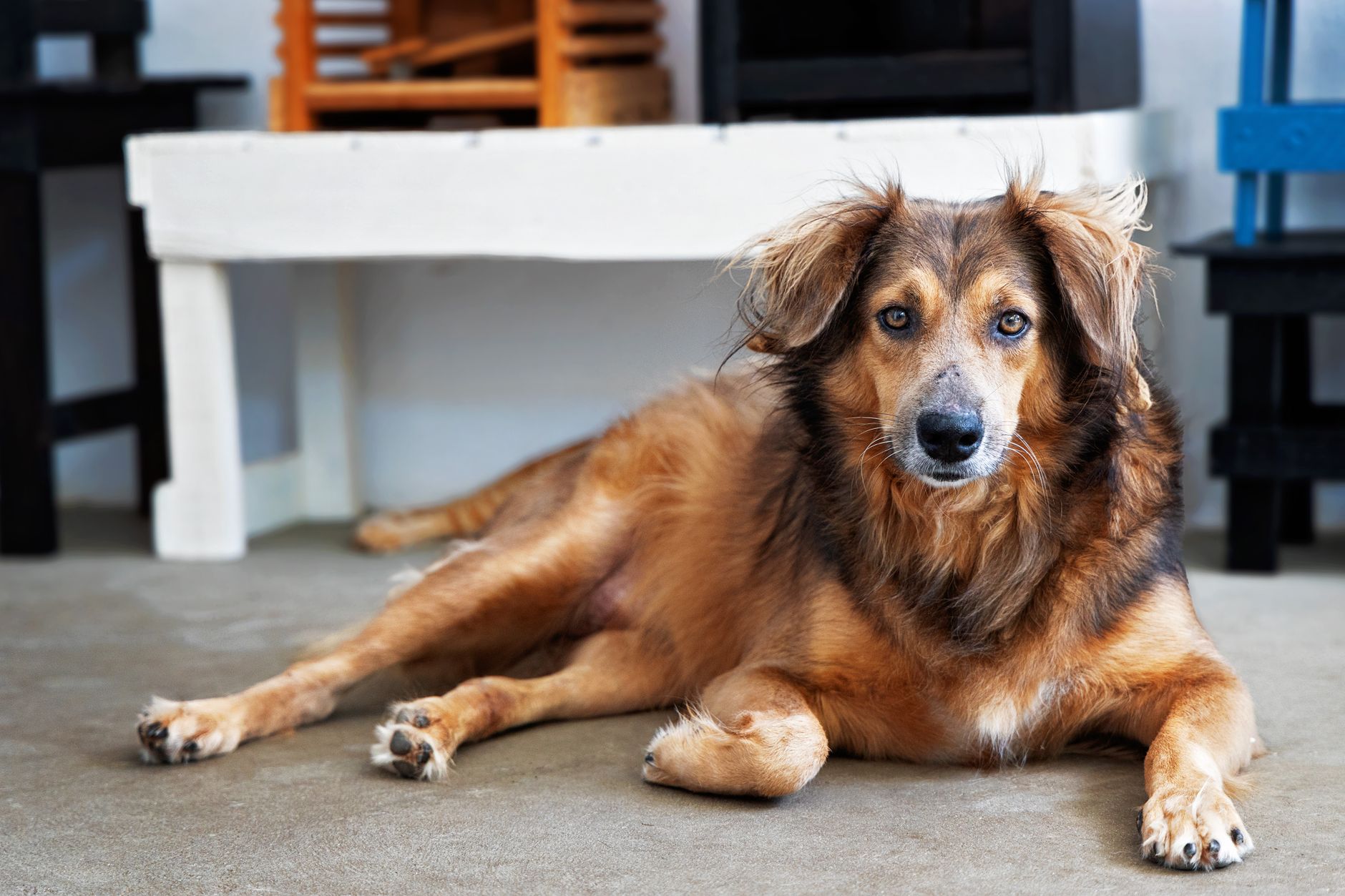 A dog undergoing diagnostic blood testing at a veterinary clinic