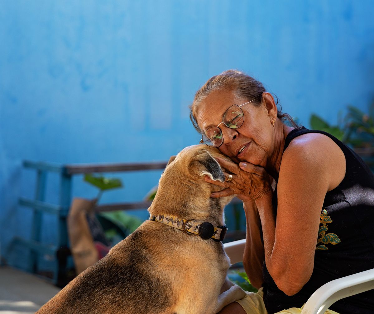 Cão Sênior Com Olhar Sereno Ao Lado Do Tutor
