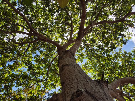 Looking up through a lush tree canopy in Gia Lai, Vietnam, with sunlight filtering through leaves.