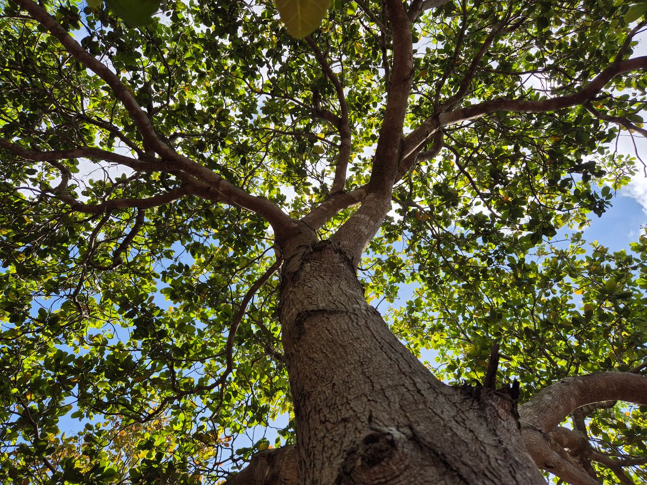 looking up through a lush tree canopy in gia lai vietnam with sunlight