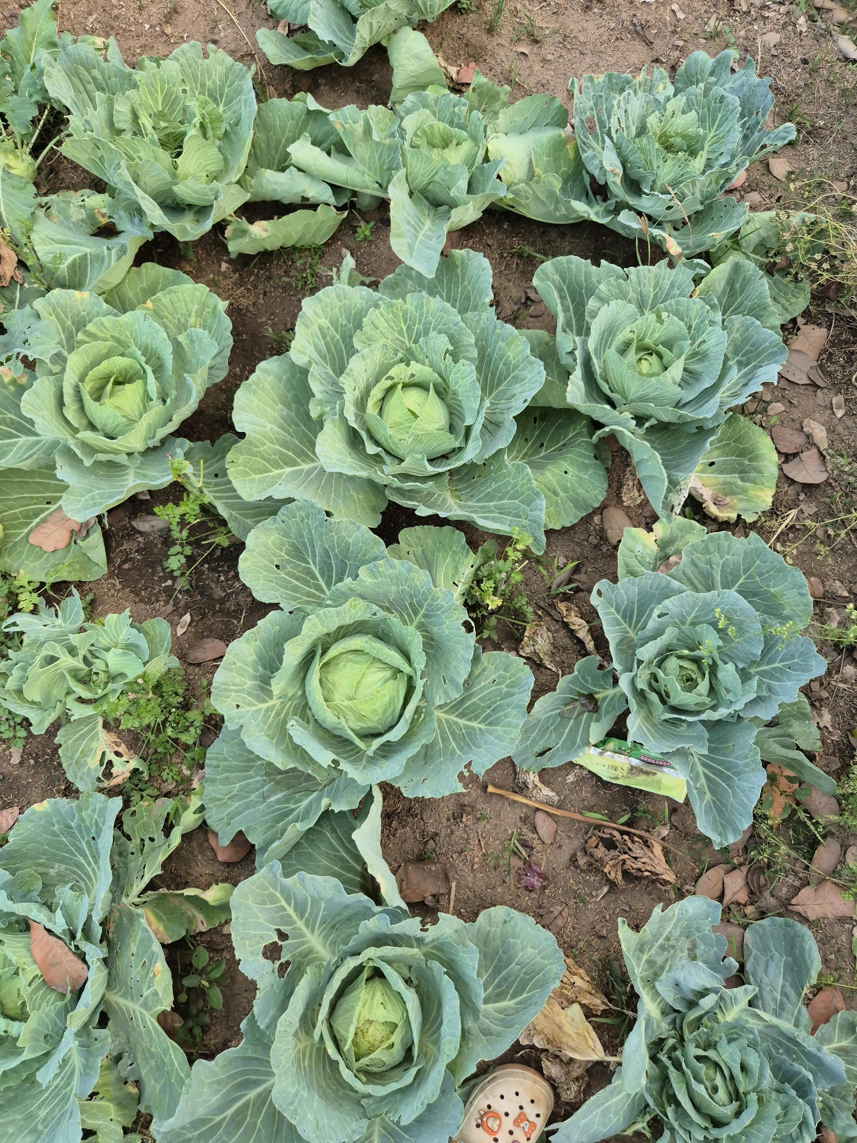 Top view of green cabbages growing in a field in Gia Lai, Vietnam, showcasing natural farming.