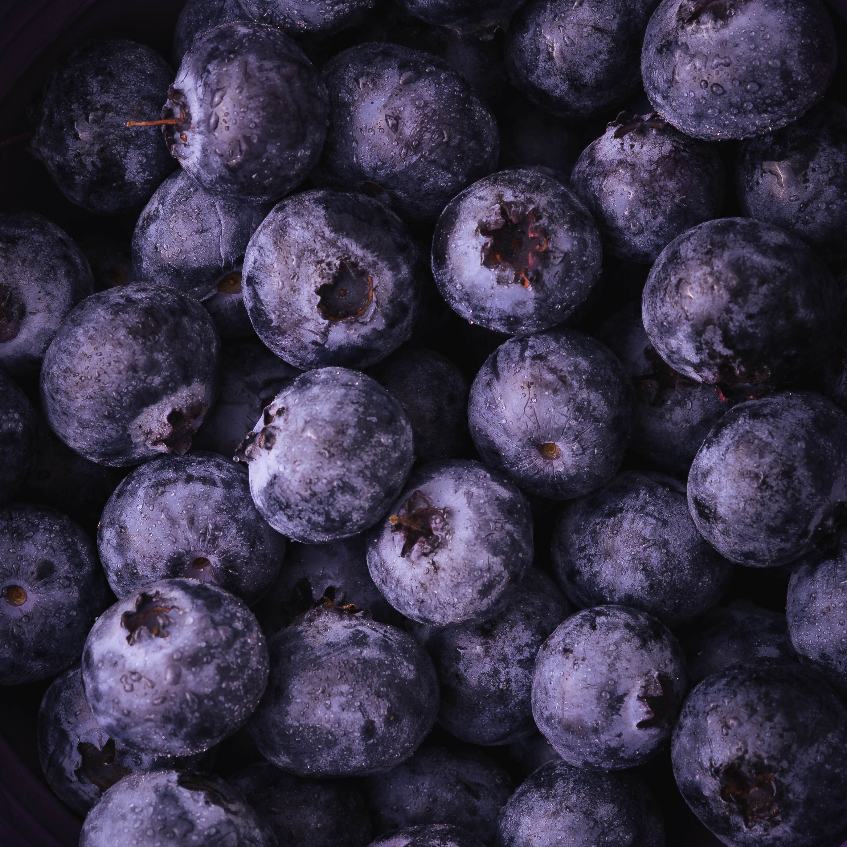 Close-up of frosted wild blueberries, photo by Valentin Ilas on Pexels