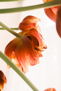Close-up of orange tulips against a soft white background, exuding warmth and elegance.