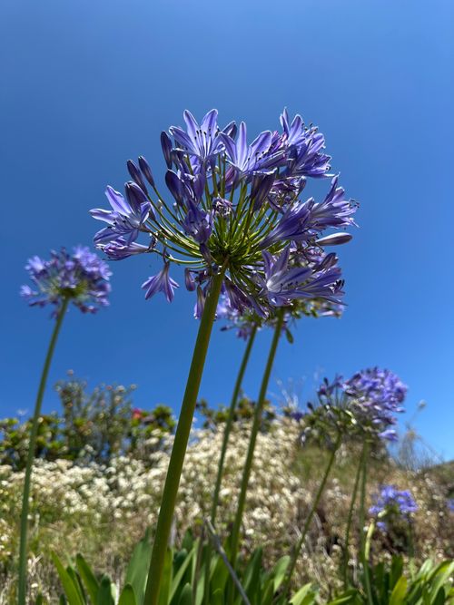 Free Purple agapanthus flowers blooming under a clear blue sky, creating a vibrant summer scene. Stock Photo
