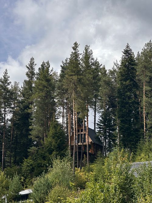 Free Rustic cabin in a dense forest surrounded by towering pine trees under a cloudy sky. Stock Photo