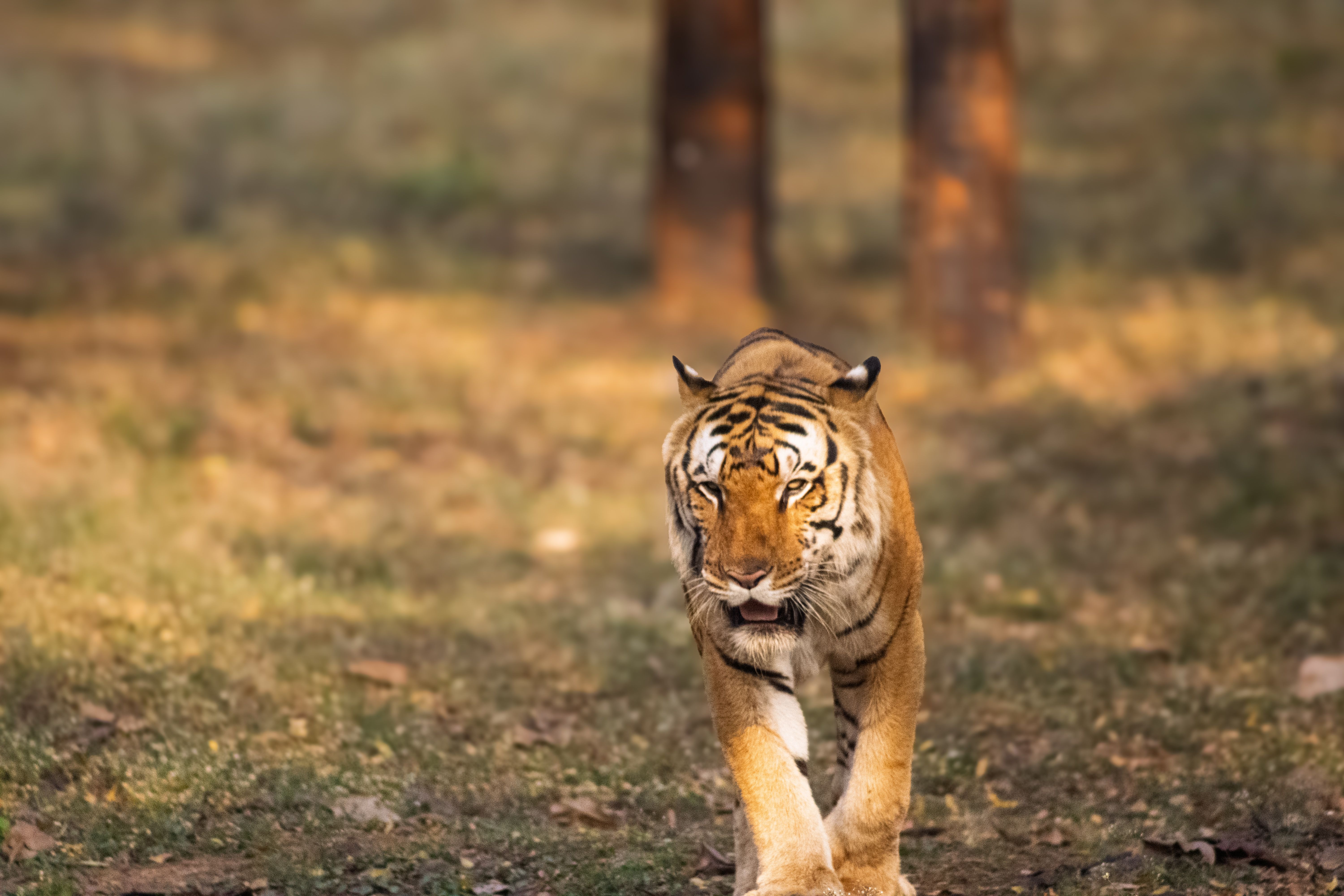 India's Best Wildlife Sanctuaries and National Parks 2026