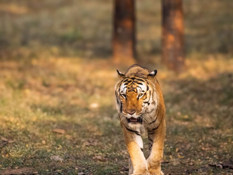 Tiger at Tadoba Andhari Tiger Reserve safari in Chandrapur, Maharashtra