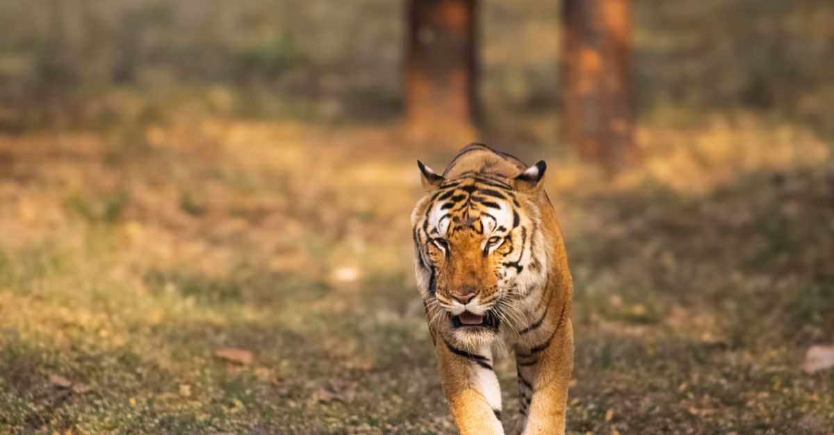India's Best Wildlife Sanctuaries and National Parks 2026