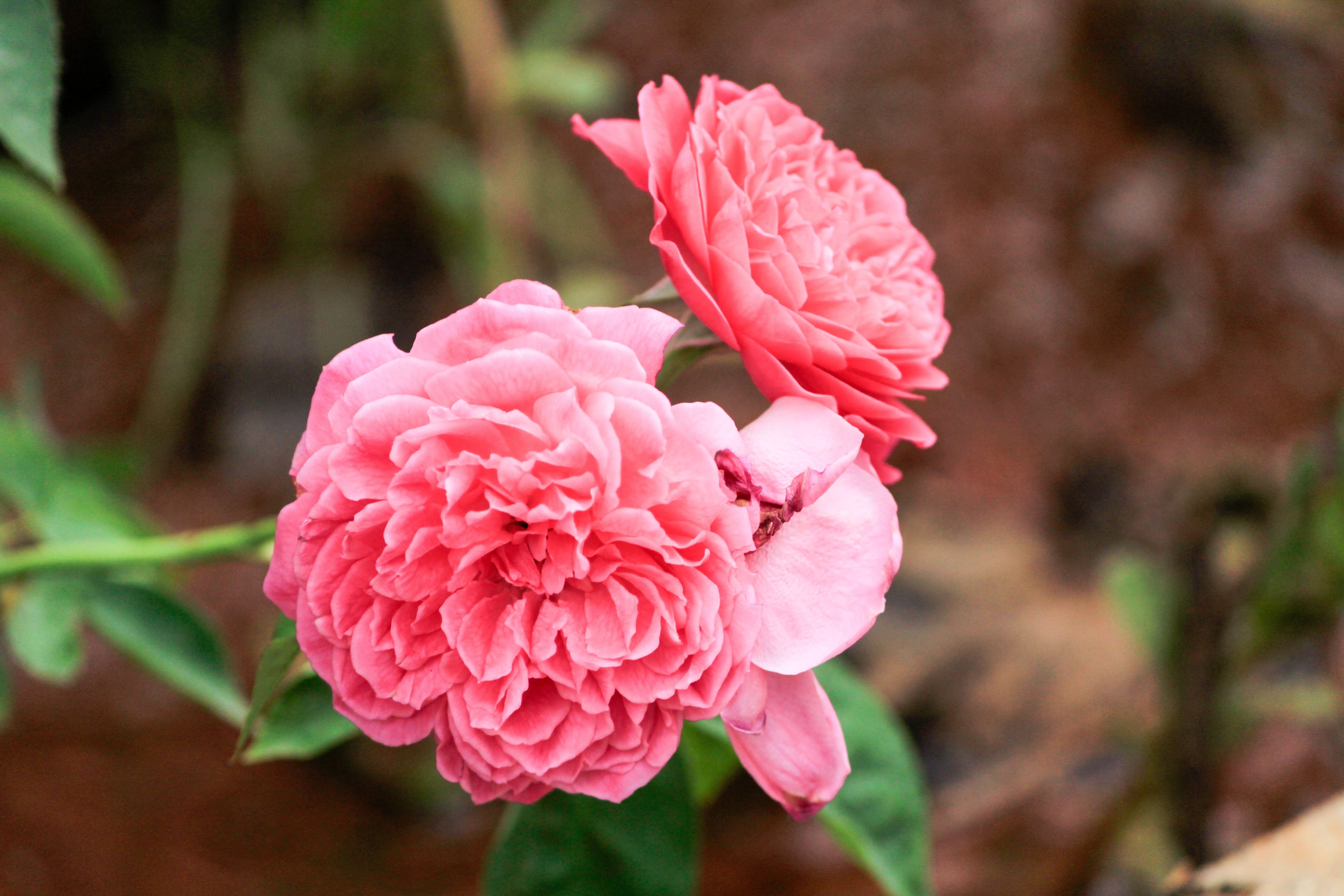 Bathinda Rose Garden