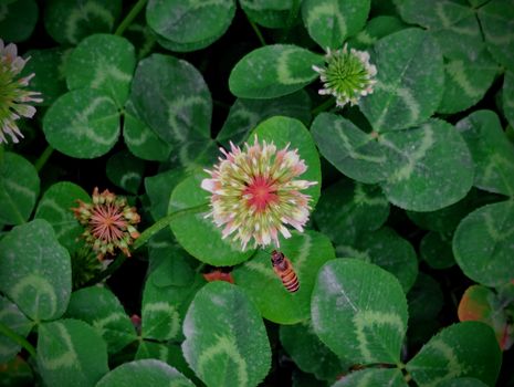 Honey (US Clover)