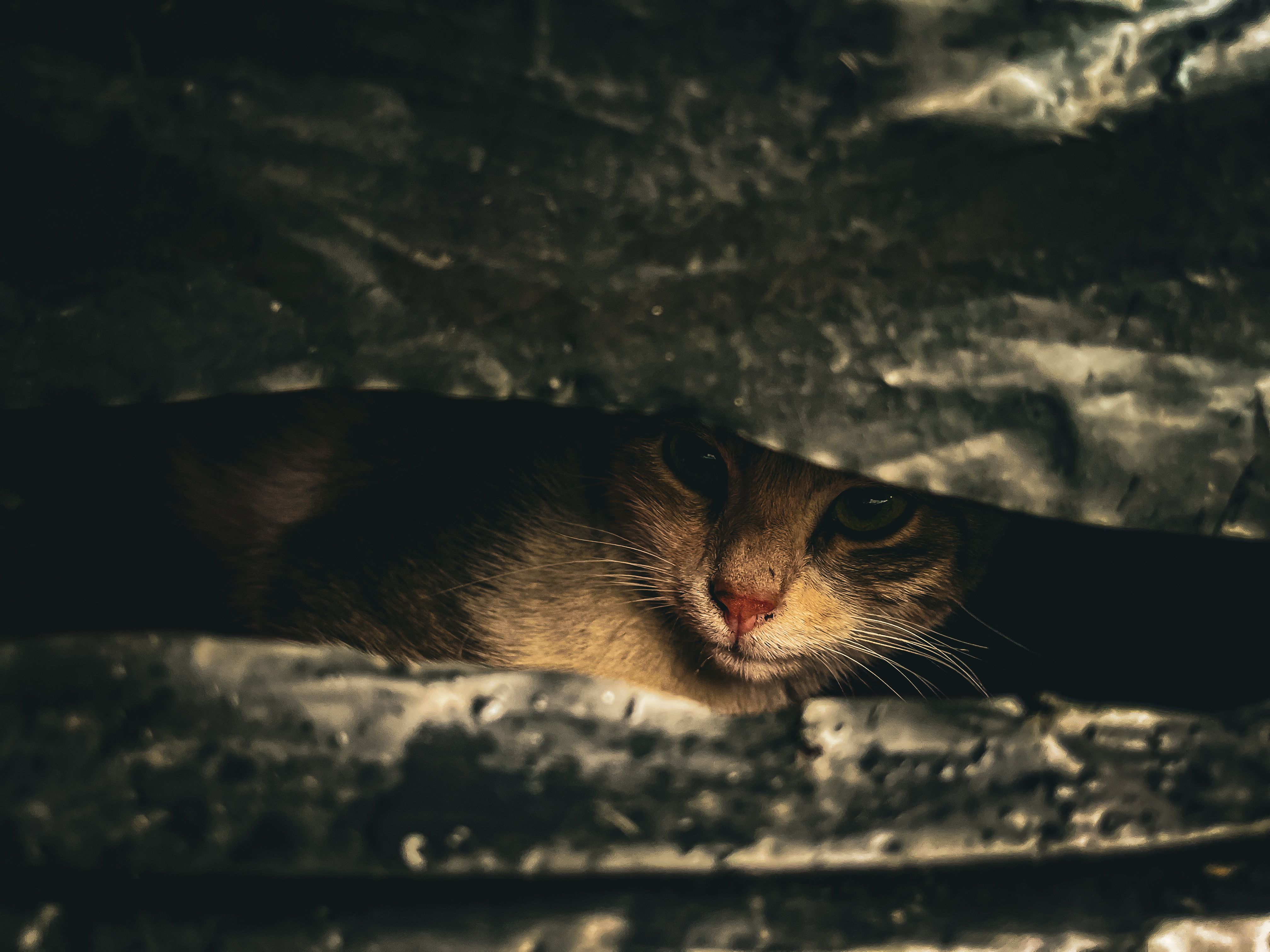 Portrait of a cat at a veterinary clinic