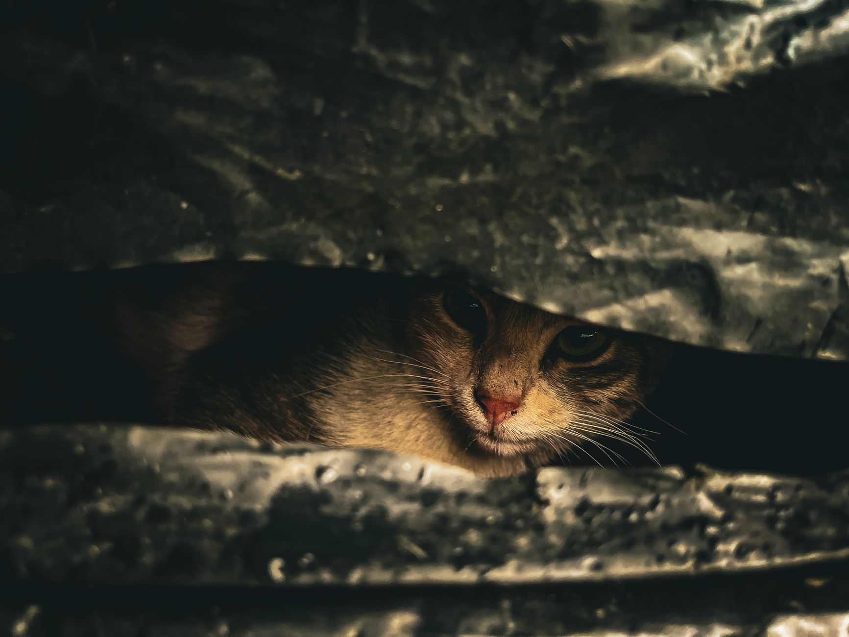 Portrait of a cat at a veterinary clinic