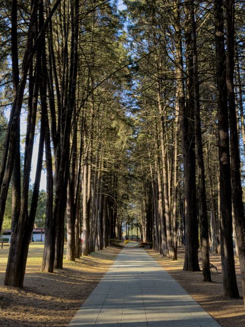 Free A tranquil walkway surrounded by tall pine trees, captured on a sunny day, offering a peaceful nature escape. Stock Photo
