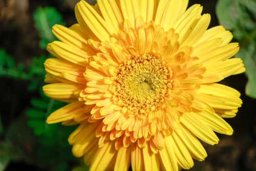 Free A vivid close-up of a yellow Gerbera daisy, showcasing its intricate petals and central disk. Stock Photo