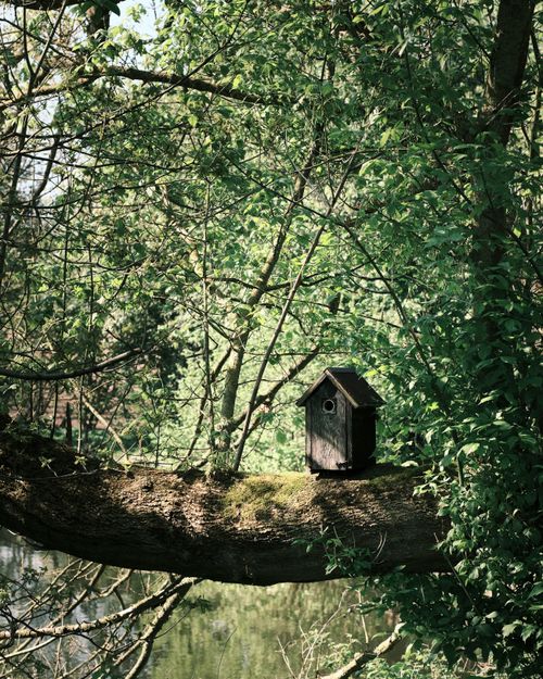 Free Peaceful forest scene featuring a birdhouse on a branch, surrounded by lush greenery. Stock Photo