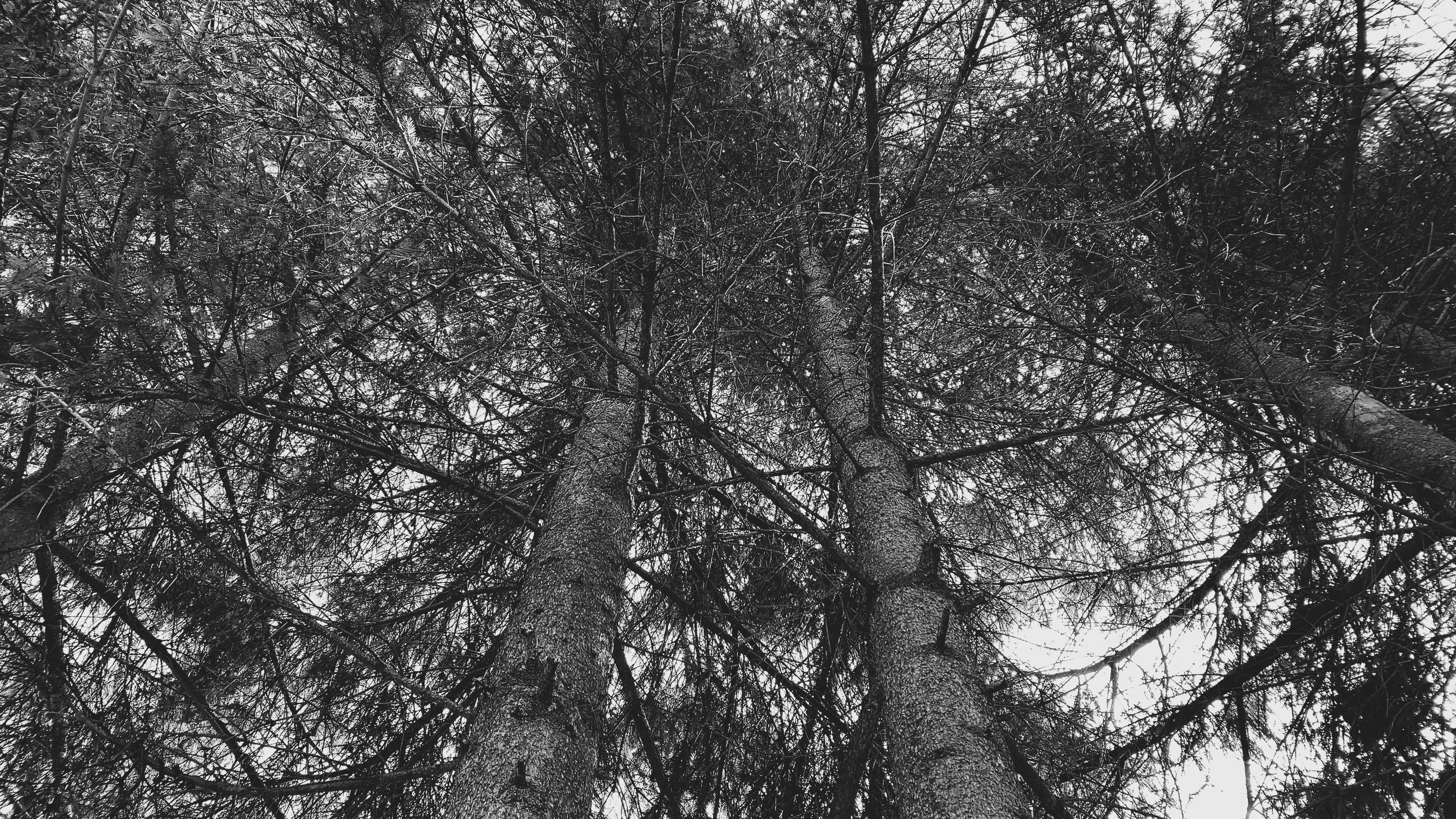 Black and White View of Tall Pine Trees · Free Stock Photo