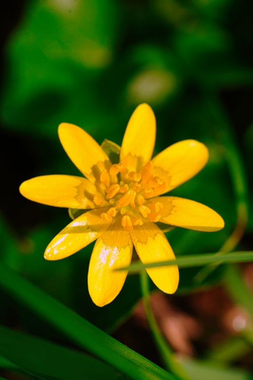 Free Close-up of a vibrant yellow Lesser Celandine flower surrounded by lush green leaves. Stock Photo