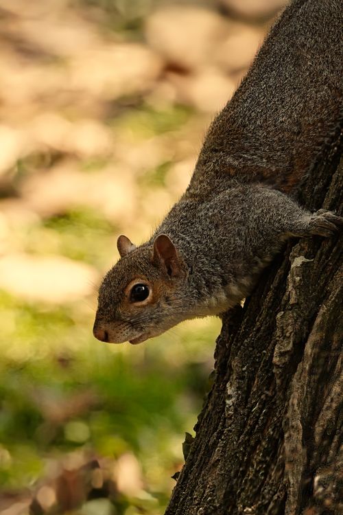 Free A squirrel is captured climbing a tree trunk in a forest during daylight, showcasing its agility. Stock Photo