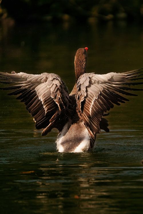 Free A wild goose spreads its wings gracefully on a tranquil lake, creating ripples in the water. Stock Photo