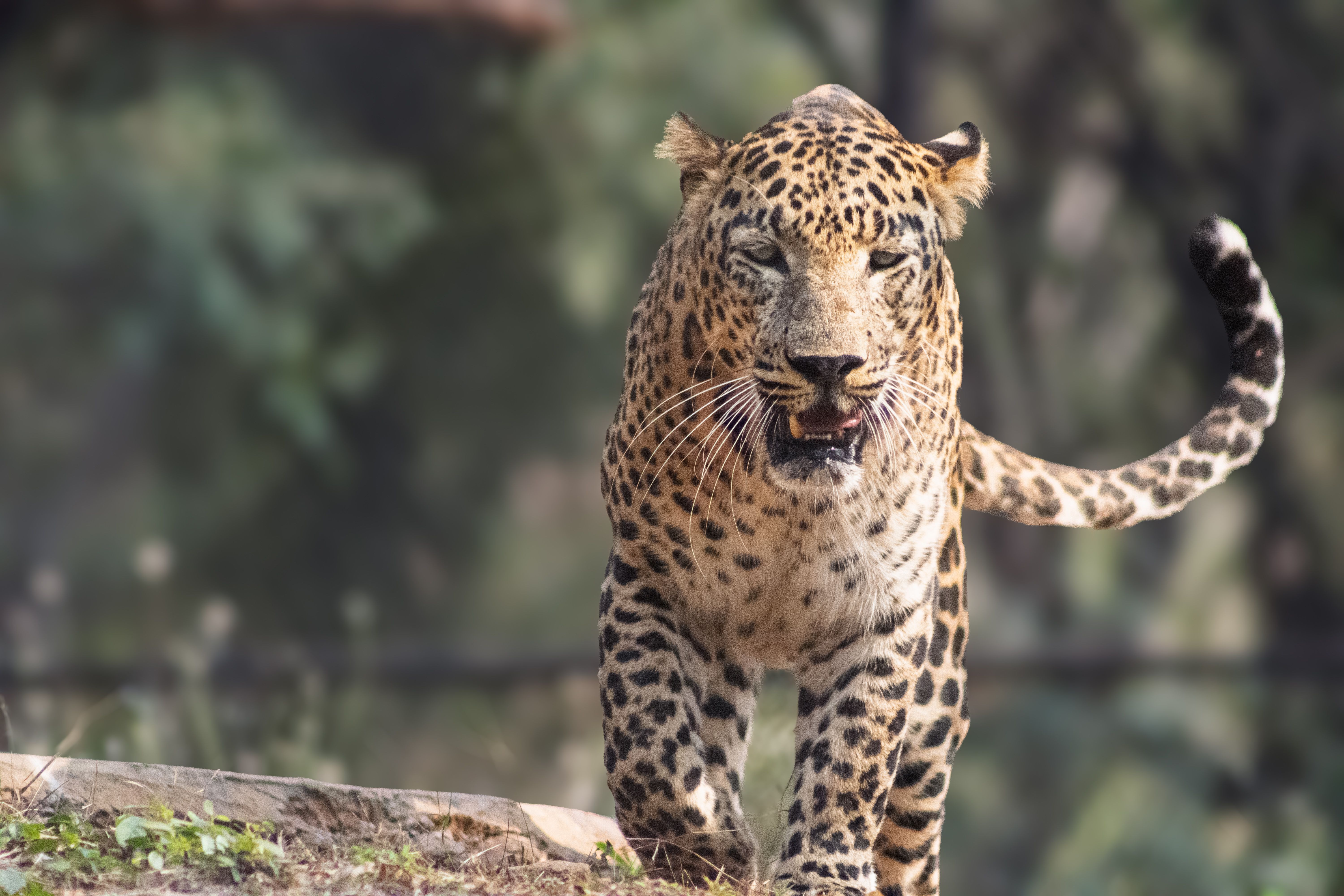 Majestic Leopard Walking in Natural Habitat · Free Stock Photo
