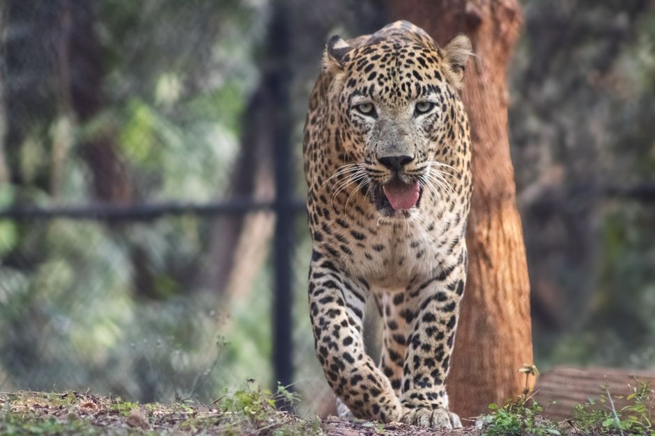Close-up of a majestic leopard walking forward in its natural habitat, showcasing its spotted coat and piercing eyes.