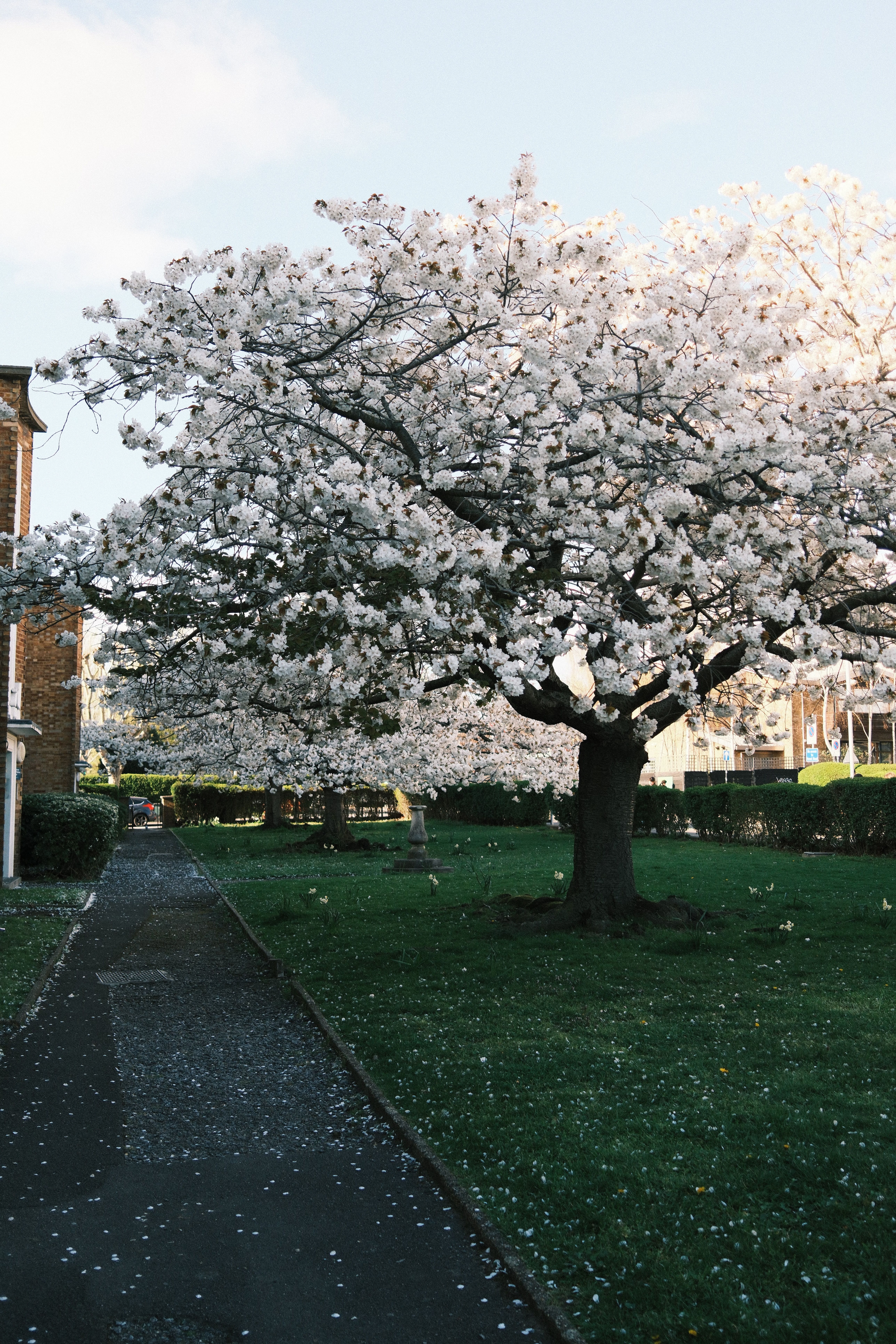 Cherry Blossom Tree in Full Bloom in London Park · Free Stock Photo