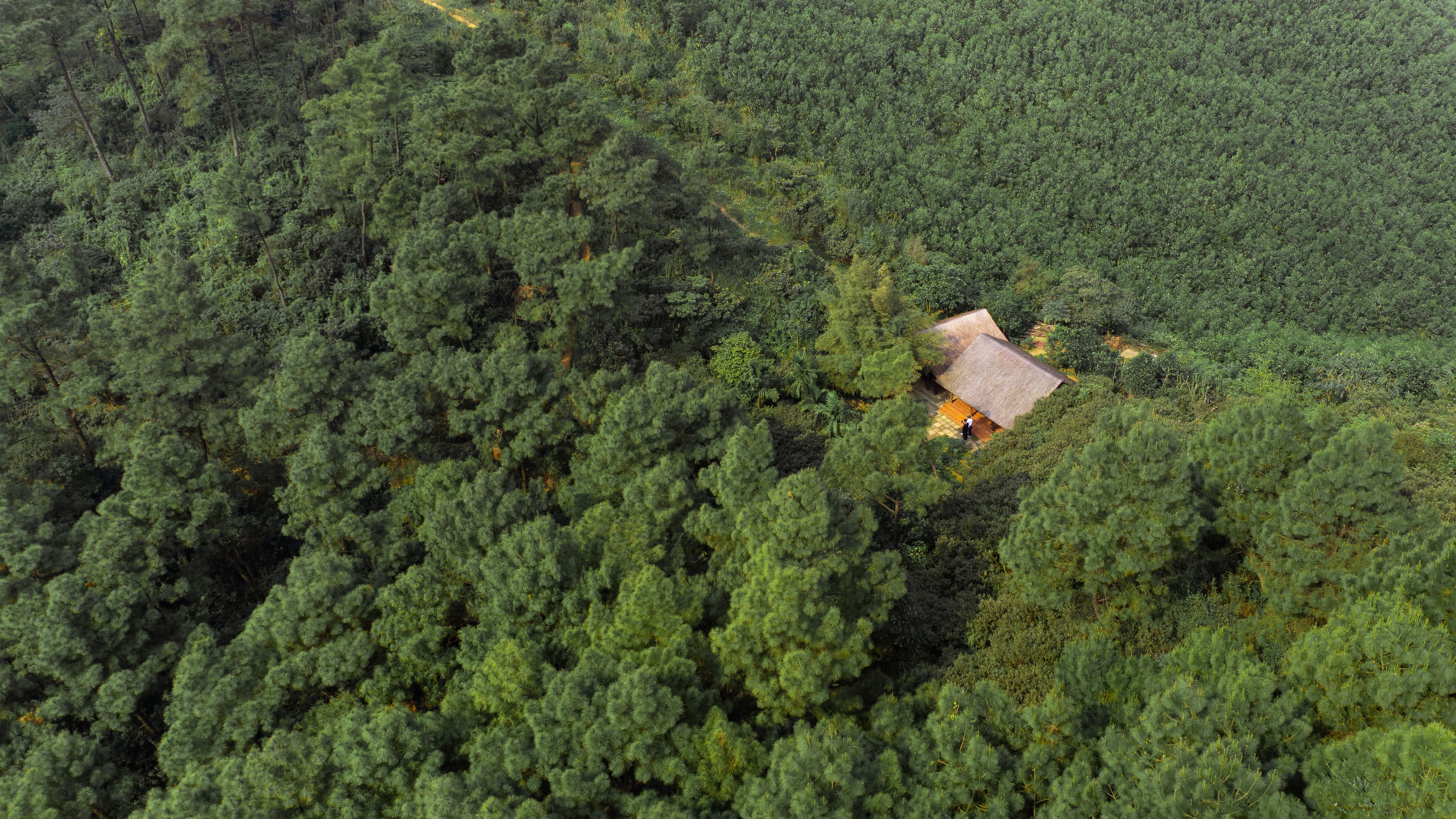 Aerial View of Secluded Cabin in Dense Forest · Free Stock Photo