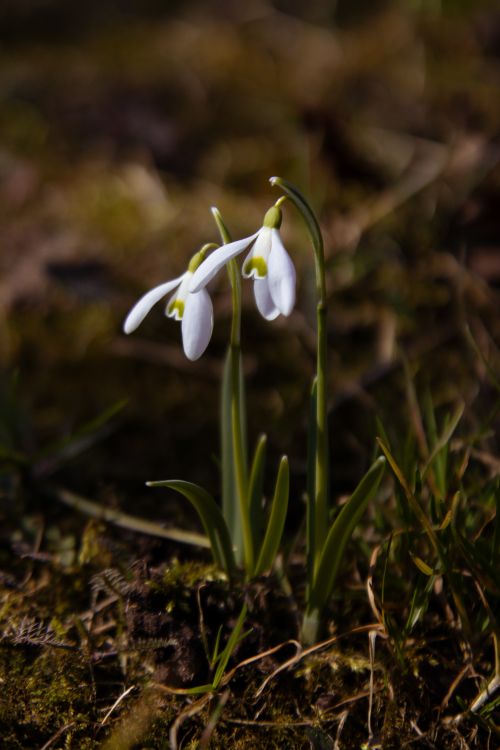 Free Close-up of snowdrops blooming in a Latvian garden, capturing early spring beauty. Stock Photo