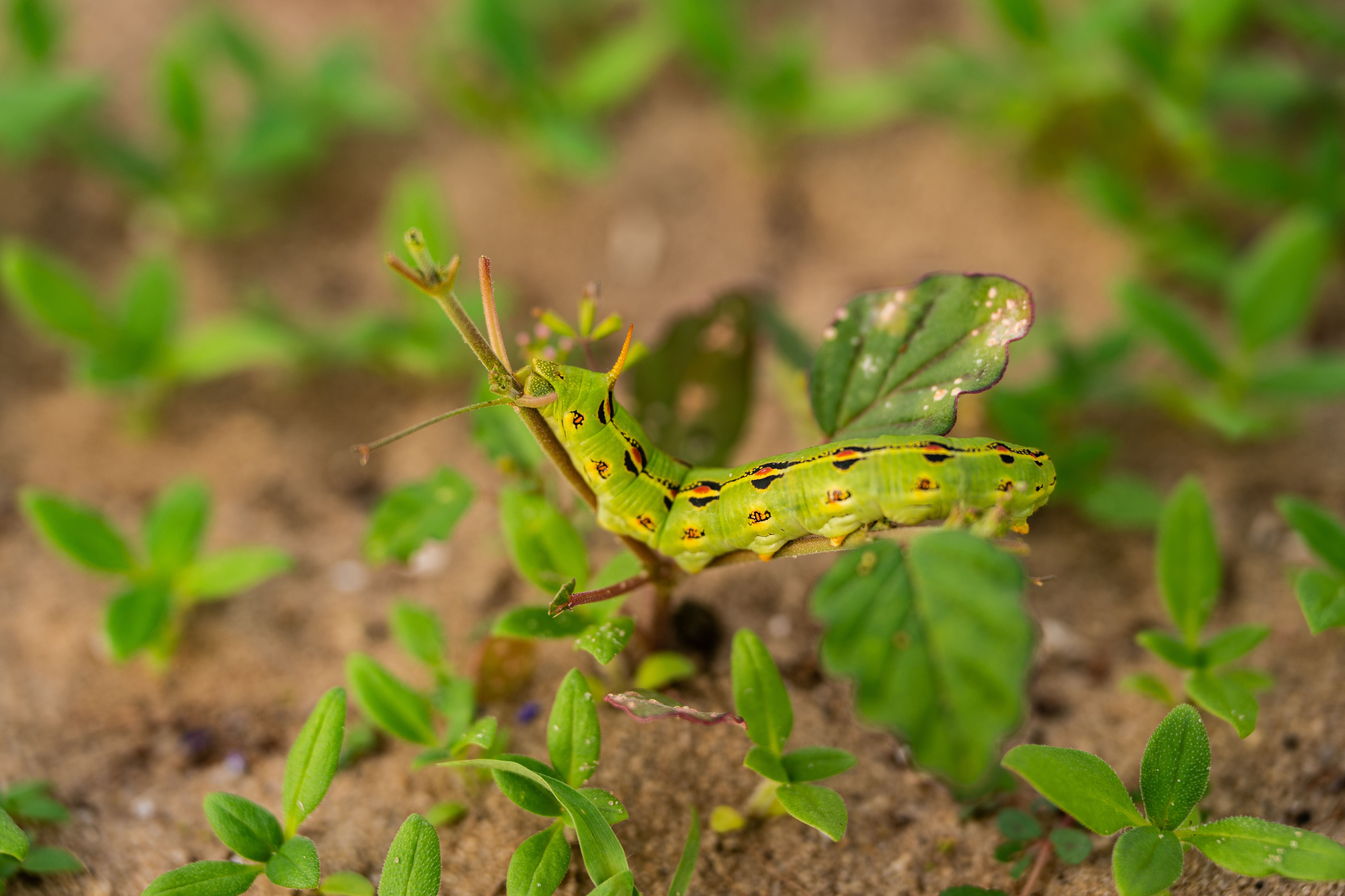 Stop Screwworm | Animal and Plant Health Inspection Service — Photo by Matt Fitz Gibaud on Pexels
