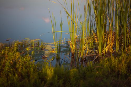 Free Peaceful wetland scene featuring tall reeds and lily pads under warm daylight. Stock Photo