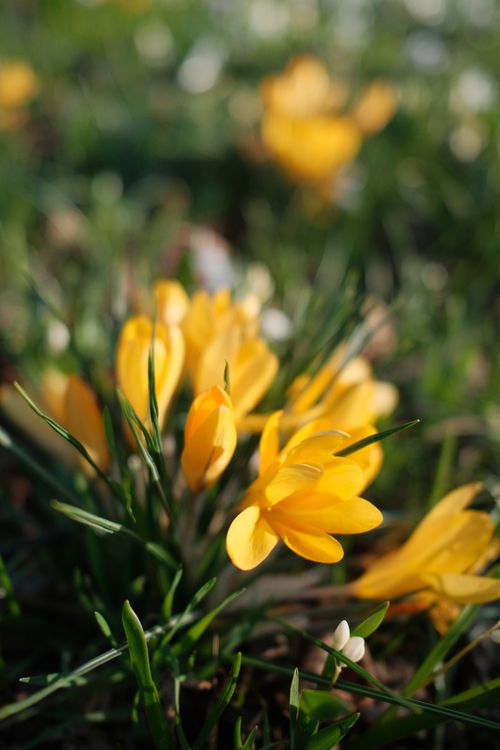 Free Bright yellow crocus flowers blooming in a lush green field during springtime in Berlin. Stock Photo