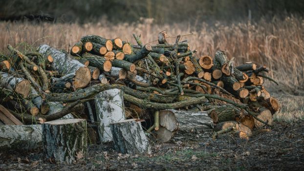 Pile of freshly cut tree logs stacked in an outdoor setting in autumn.